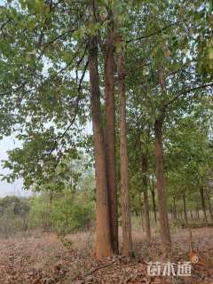 25公分(4杆)丛生香樟