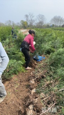 高度130厘米侧柏