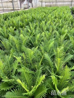 高度30厘米乌毛蕨