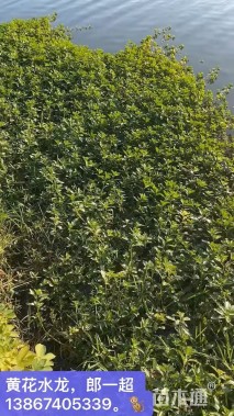 60厘米黄花水龙