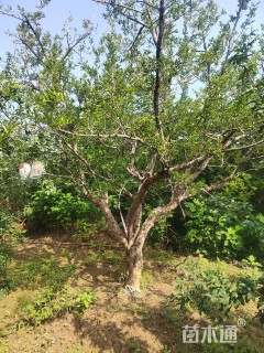 高度360厘米石榴