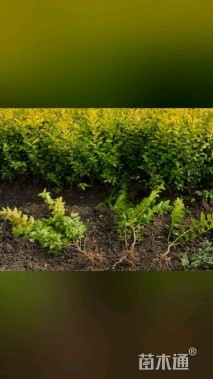 高度60厘米金叶女贞小苗