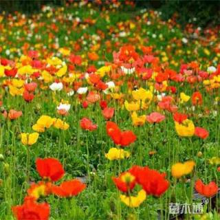 高度15厘米冰岛虞美人