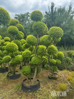 10公分造型亮晶女贞