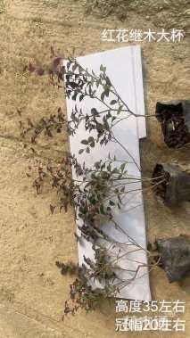 高度35厘米红花继木