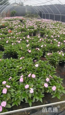 高度25厘米凤仙花