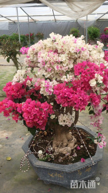 10公分造型三角梅