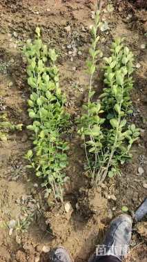 高度120厘米北海道黄杨