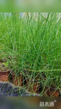 高度10厘米粉黛乱子草