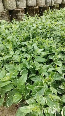 高度25厘米花叶假连翘