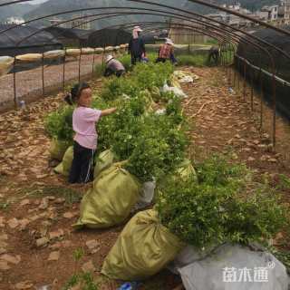 高度20厘米小叶女贞