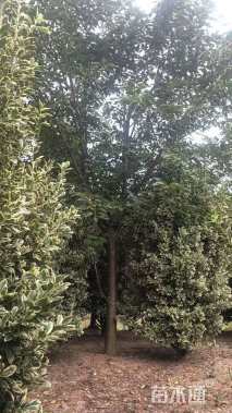 10公分染井吉野樱