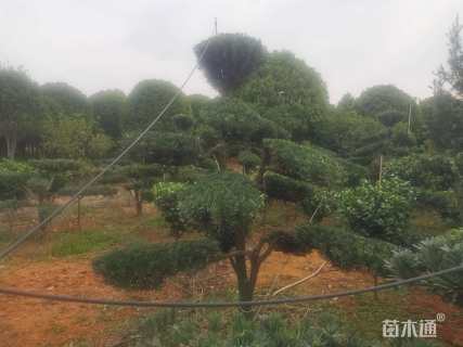 移栽苗造型罗汉松