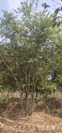 8公分丛生朴树