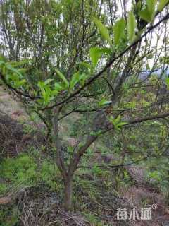 高度380厘米李子树