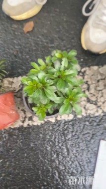 高度15.1厘米杜鹃