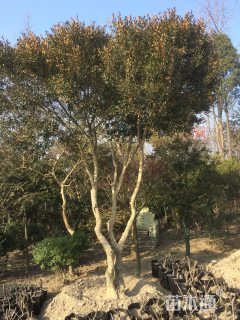 高度300厘米瓜子黄杨