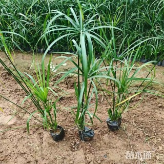 高度70厘米风车草