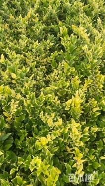 高度30厘米金森女贞