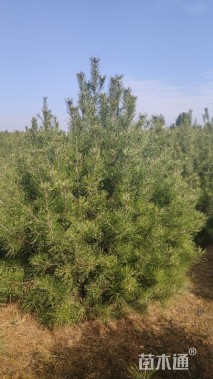 高度200厘米白皮松
