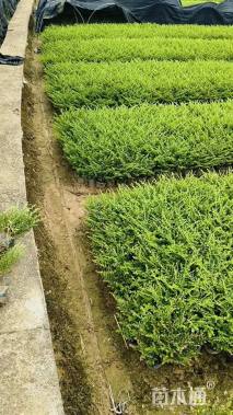 高度20厘米满天星