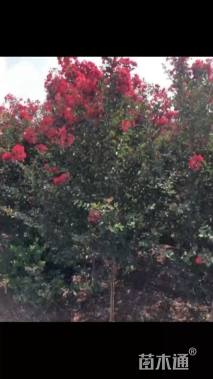 3公分红火箭紫薇