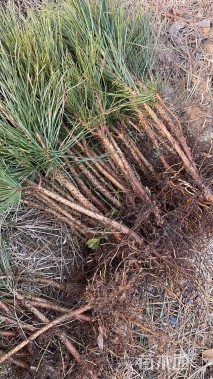 高度10厘米黑松