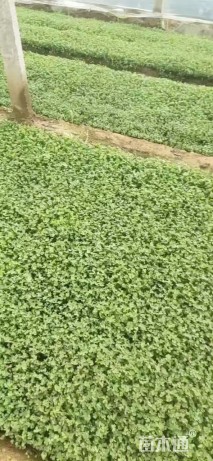 高度30厘米白三叶