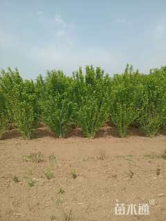 高度190厘米木槿