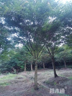 15公分鸡爪槭