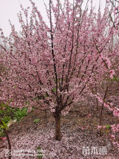 8公分大花美人梅