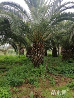 裸干高100厘米加拿利海枣