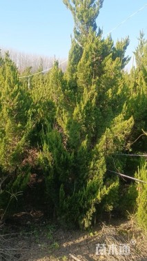 高度260厘米龙柏