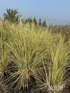 高度80厘米花叶蒲苇