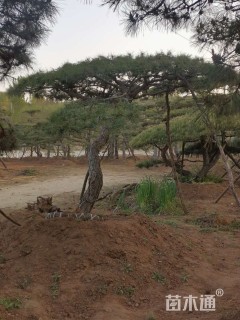 造型油松