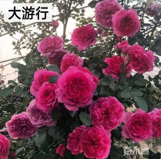 20厘米藤本月季