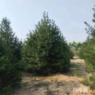 高度200厘米白皮松