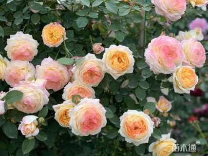 100厘米藤本欧月