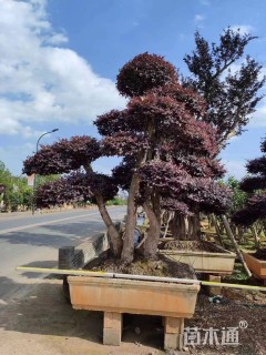 高度200厘米红花继木