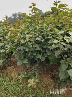 高度80厘米三角梅