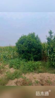 高度400厘米丛生大叶女贞