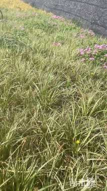 高度30厘米金叶苔草