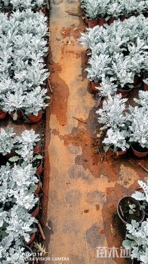 高度15厘米银叶菊