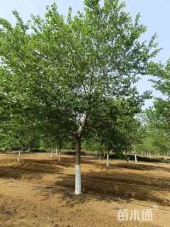 16公分染井吉野樱