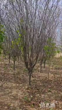 10公分西府海棠