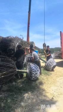 15公分红叶碧桃