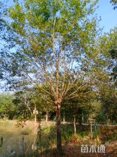 15公分丛生朴树