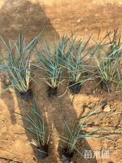 高度15厘米蓝冰麦