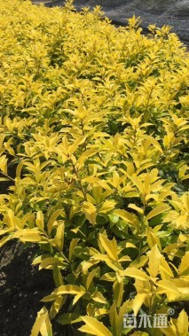 高度30厘米黄金枸骨