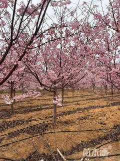 8公分雅樱  8公分